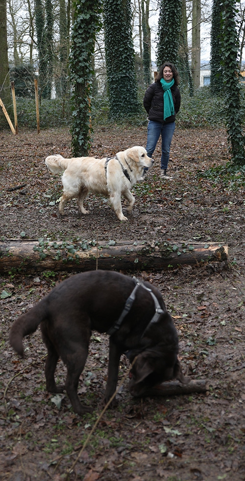 parc à chien une