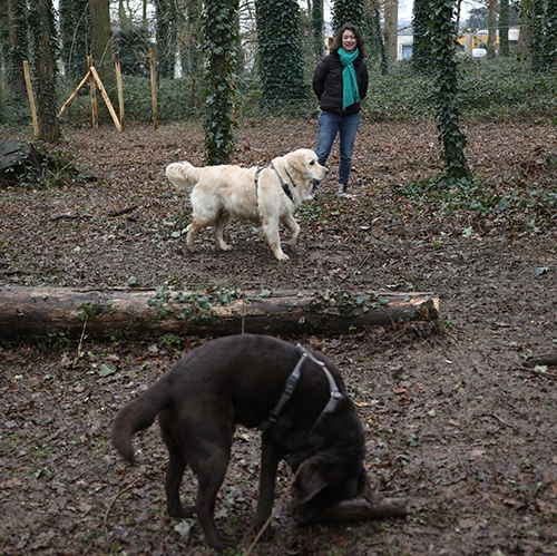 parc à chien