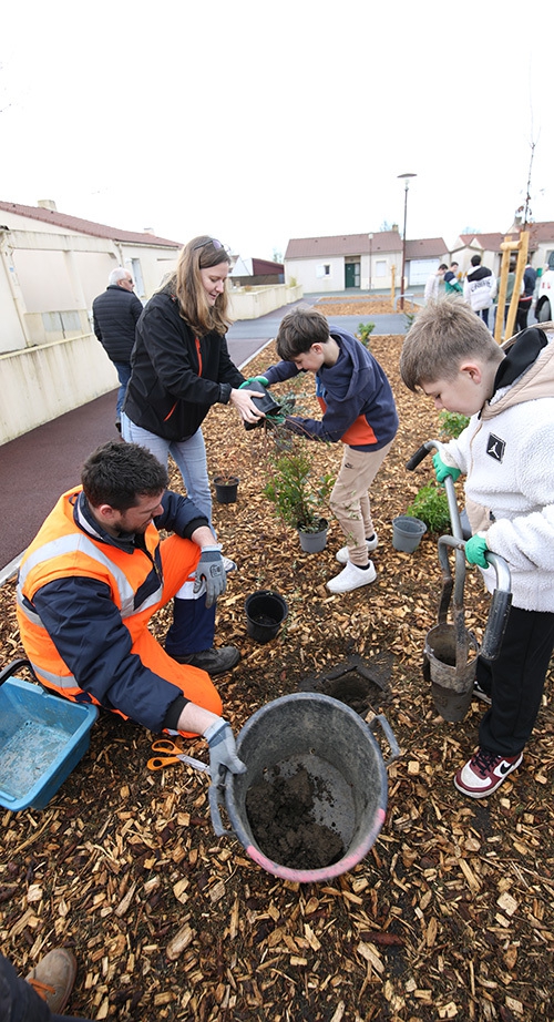 une plantation arbustes